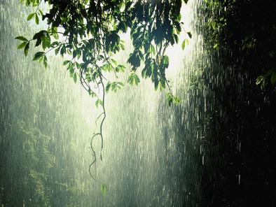 tropical rainforest raining
